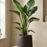 Patt Black Washed Finestgreen 