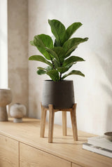 Patt Black Washed Feet High - Finestgreen || Abgebildete Größe: M