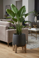 Patt Black Washed Feet Low