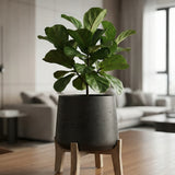 Patt Black Washed Feet Low