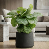 Patt Black Washed Finestgreen 