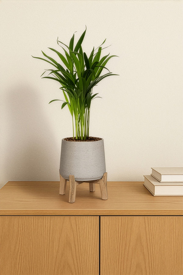 Areca - Goldfruchtpalme Ø:12 H:40 cm
