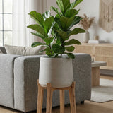 Patt Grey Washed Feet High Finestgreen 