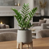 Patt Grey Washed Feet Low Finestgreen 