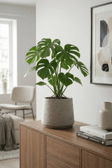 Patt Grey Washed Pflanzkübel Grau [v=m][v=l][v=xl]