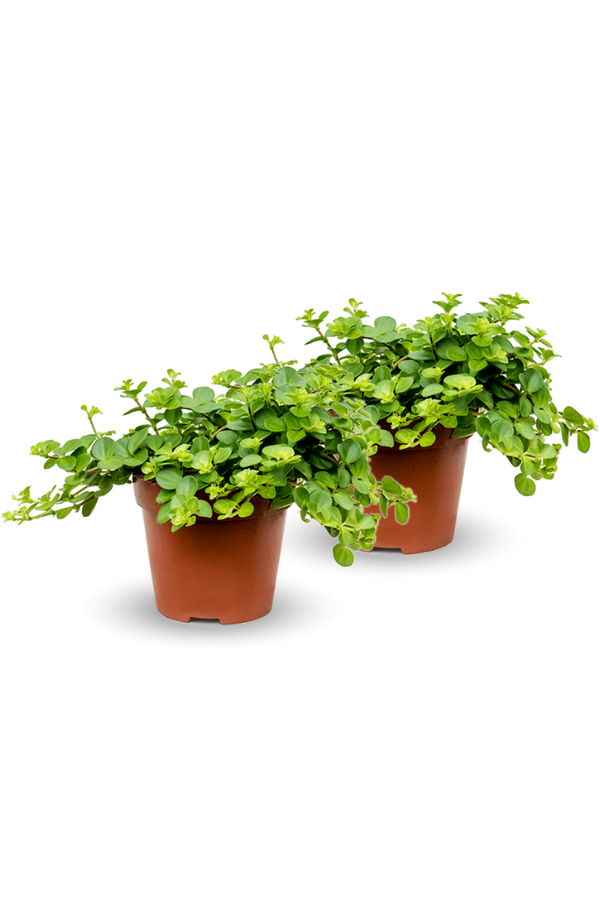 Peperomia rotundifolia 2er Set