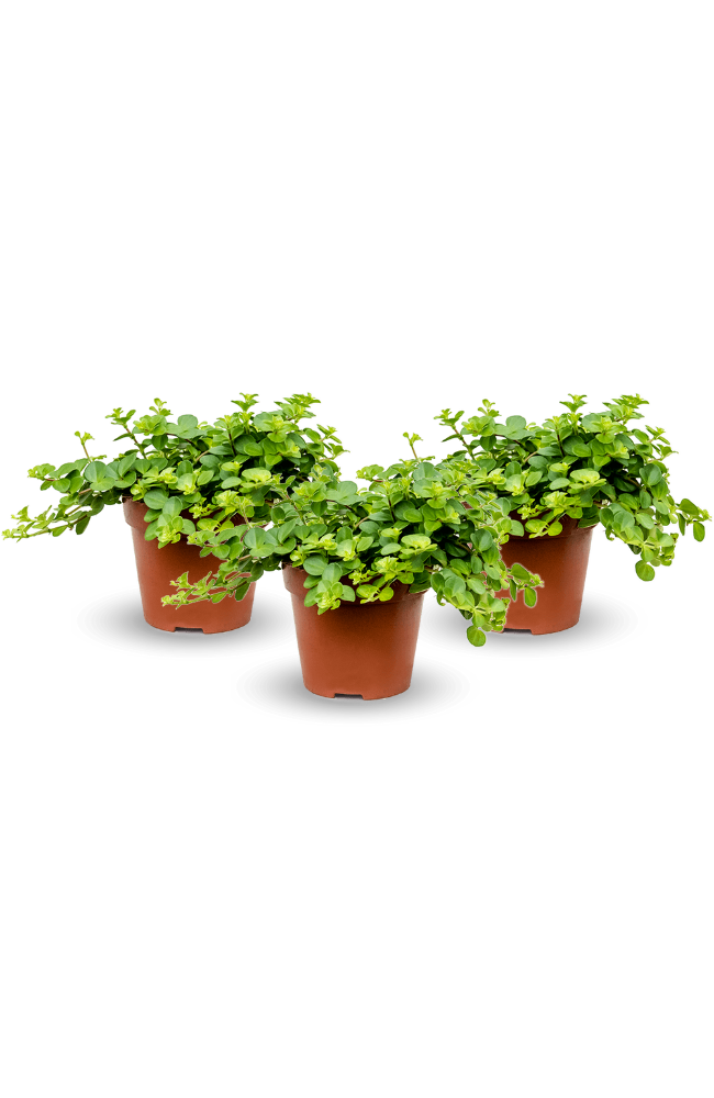 Peperomia rotundifolia 3er Set