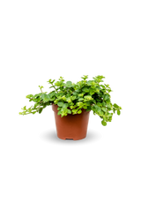 Peperomia rotundifolia