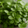 Peperomia rotundifolia