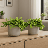 Peperomia rotundifolia 2er Set