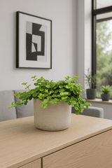 Peperomia rotundifolia
