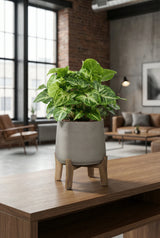 Pfeilblatt - Syngonium Arrow Ø:12 H:25 cm