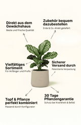 2x Chamaerops Humilis - Zwergpalme Ø:15 H:50 cm