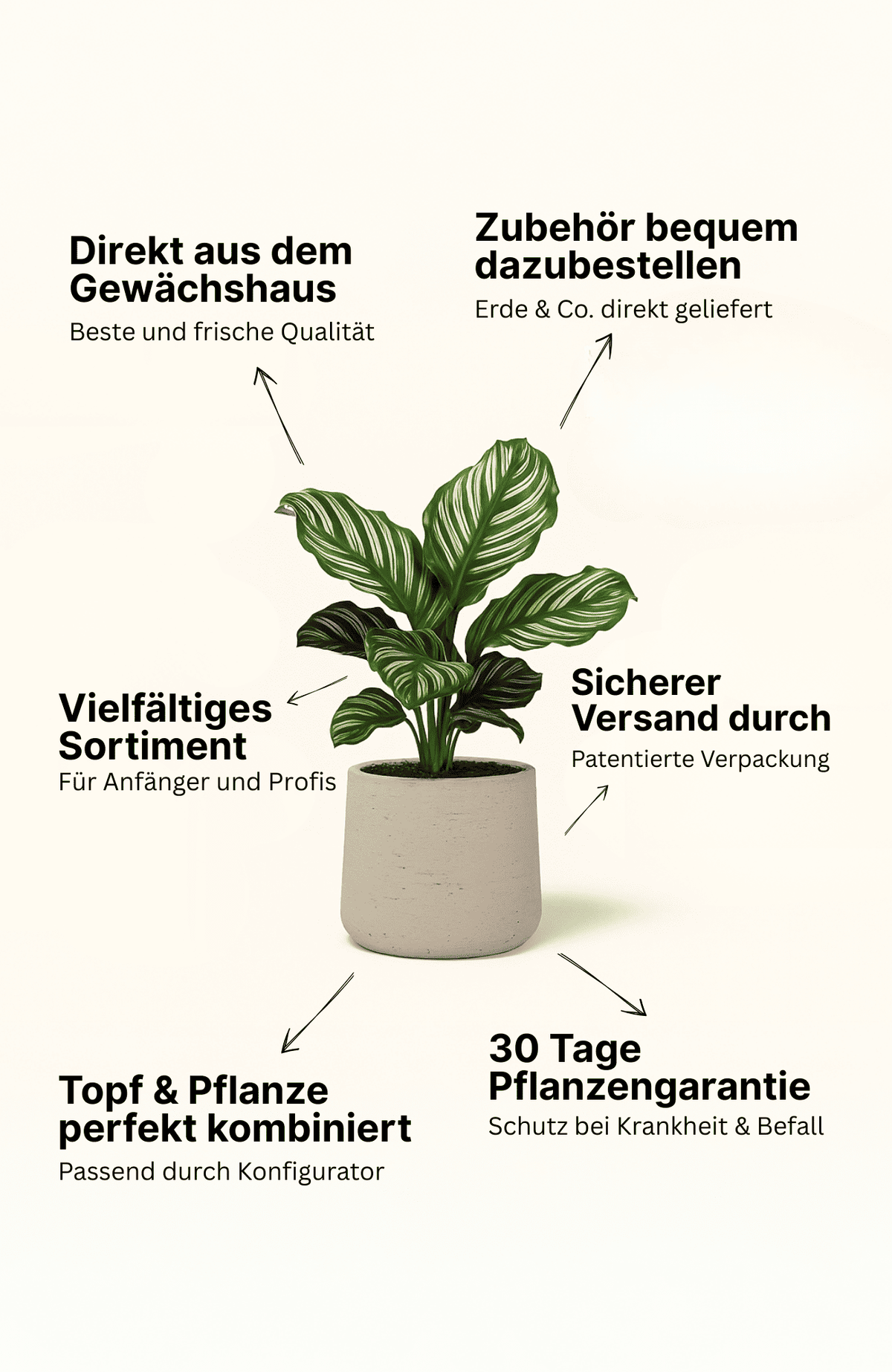Alocasia Polly Ø:17 H:45 cm - Pflanzen sicher zu dir nach Hause