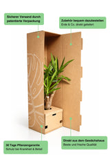 Calathea Orbifolia - Korbmarante Ø:14 H:45 cm