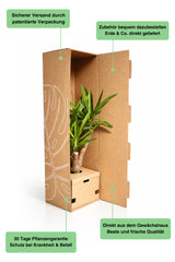 Philodendron Imperial Green Ø:19 H:60 cm Finestgreen 