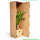 Hawaii Palme – Brighamia insignis Ø:12 H:40 cm Finestgreen 