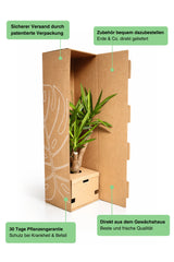 Coffea Arabica – Echte Kaffeepflanze Ø:12 H:25 cm