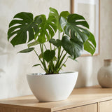 Dorant Matt Weiß Finestgreen 