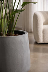 Pflanzkuebel Patt Fiberstone Grau frostfest mit Strelitzia bepflanzt Nahaufnahme 