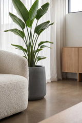 Pflanzkuebel Patt Fiberstone Grau frostfest mit Strelitzia bepflanzt Seitenansicht