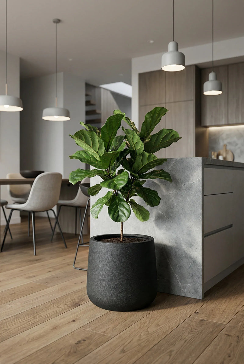Pflanzkübel Patt Schwarz in Granit-Optik aus Fiberstone mit Geigenfeige auf Holzboden in moderner Wohnküche