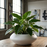 Tara Matt Weiß Finestgreen 