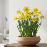 Madu Clay Washed Finestgreen 