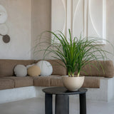 Peter Clouded Grey Finestgreen 