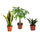 Pflegeleichtes Trio: Bogenhanf (Sansevieria trifasciata 'Laurentii'), Glückskastanie (Pachira aquatica) und Drachenbaum (Dracaena) im Kulturtopf Ø 12 cm – freigestellt