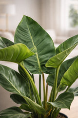 Philodendron Imperial Green Ø:19 H:60 cm Finestgreen 