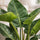 Philodendron Imperial Green Ø:19 H:60 cm Finestgreen 