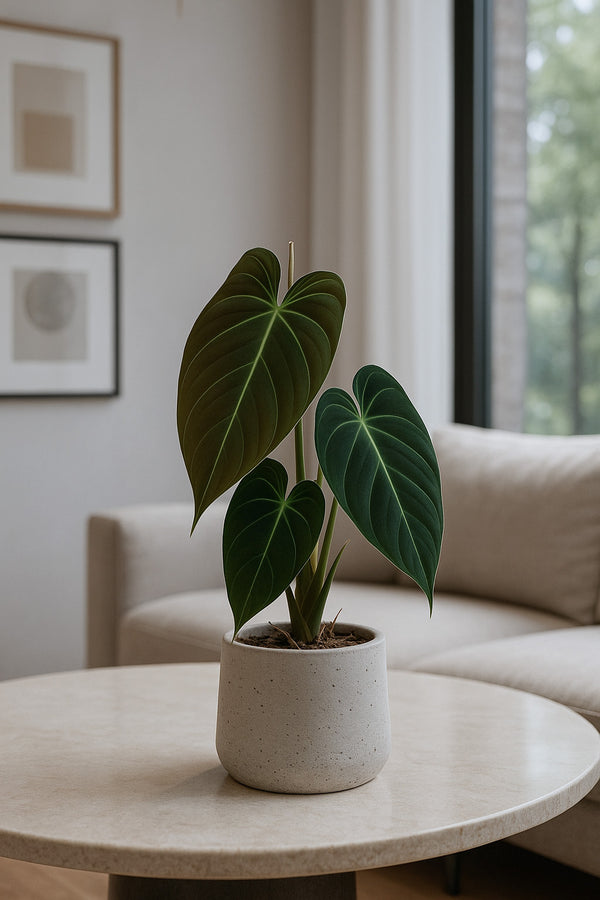 Philodendron Melanochrysum Ø:12 H:35 cm