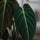 Philodendron Melanochrysum Ø:12 H:35 cm