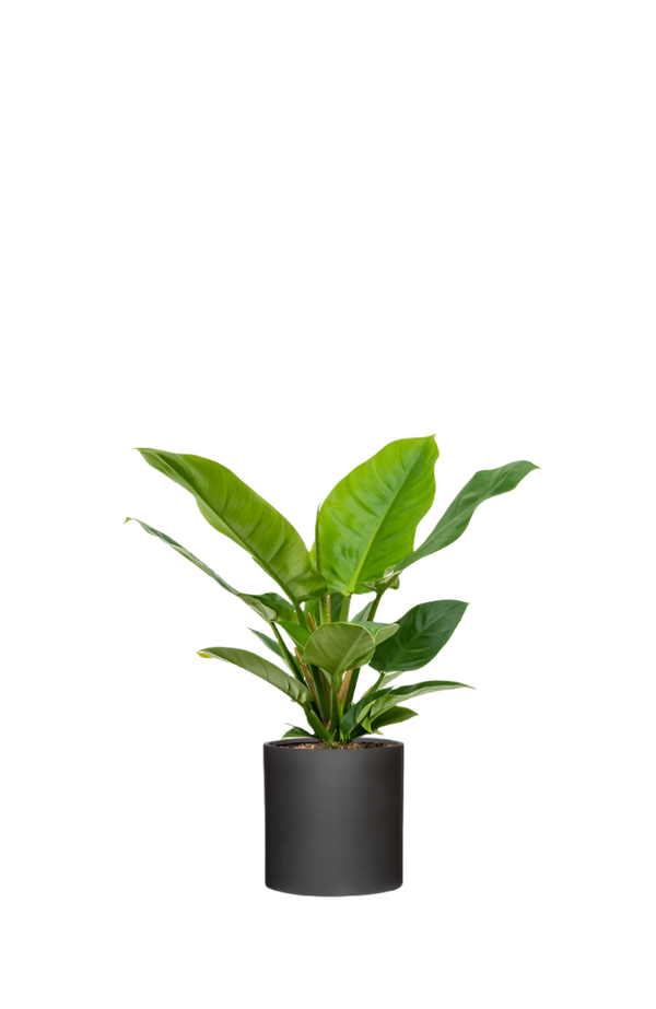 Philodendron Imperial Green Ø:19 H:70 cm