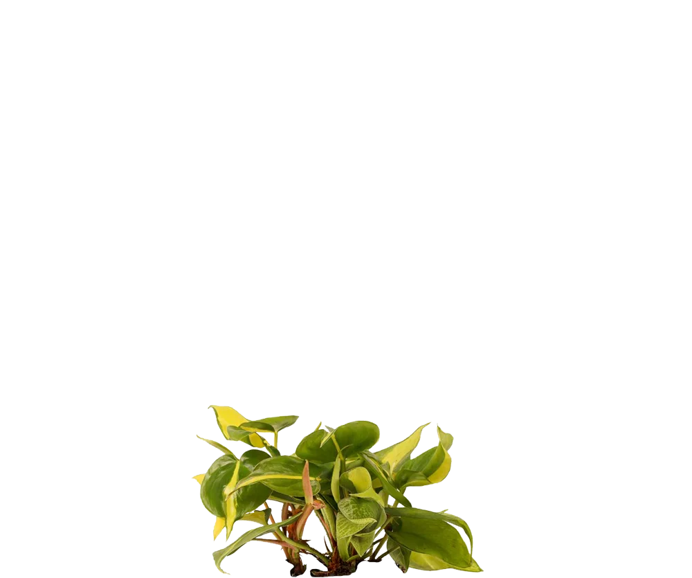 Philodendron Brasil - Herzblatt-Philodendron