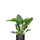Philodendron Imperial Green Ø:24 H:70 cm