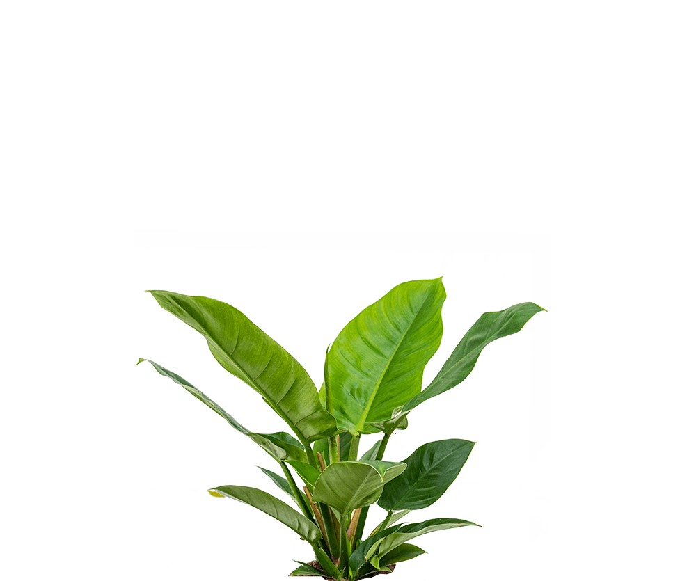 philodendron imperial green giftig Philodendron Imperial Green Ø:35 H:14 cm - Pflanzen sicher zu dir nach Hause