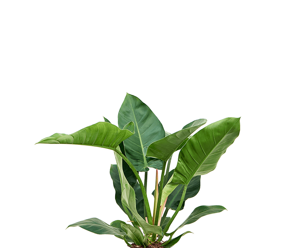 Philodendron Imperial Green