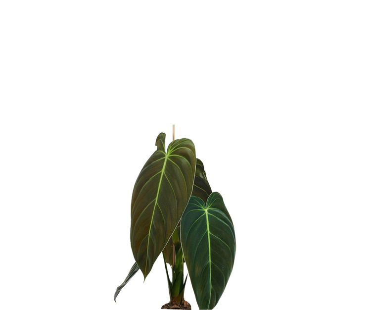 Philodendron Melanochrysum Ø:12 H:35 cm