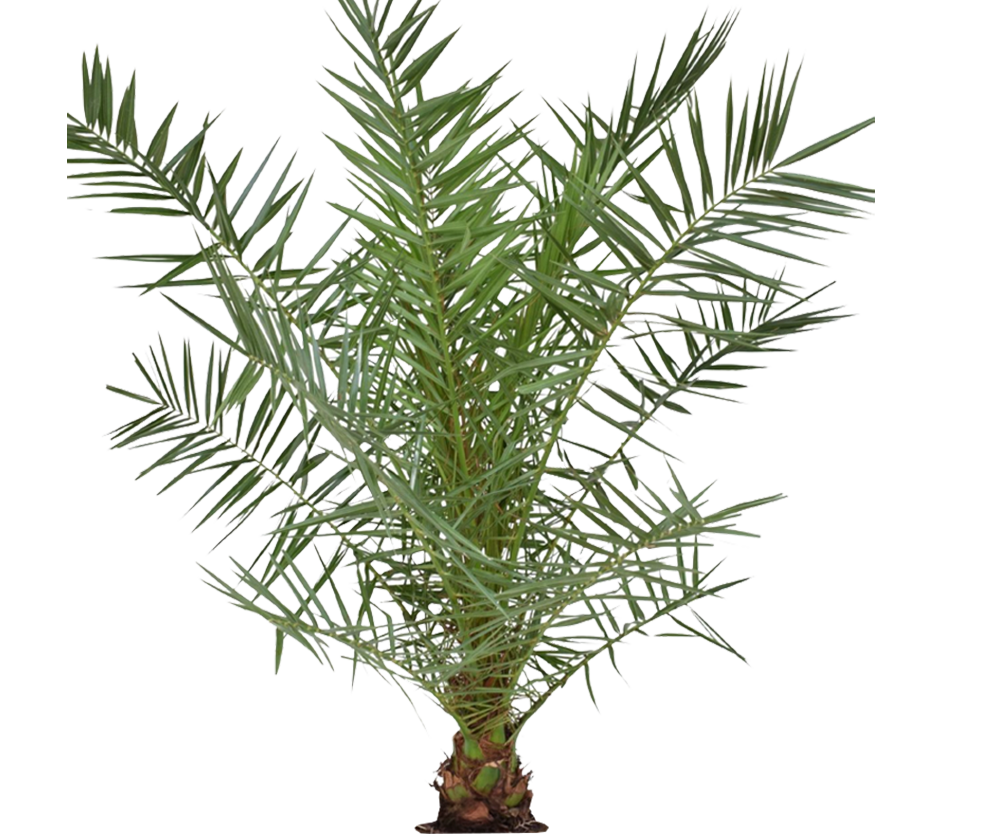 Phoenix Canariensis Ø:26 H:160 cm