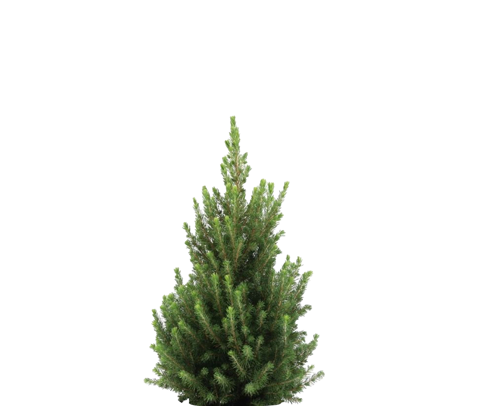 Picea Glauca December - Zwergfichte Ø:19 H:50 cm