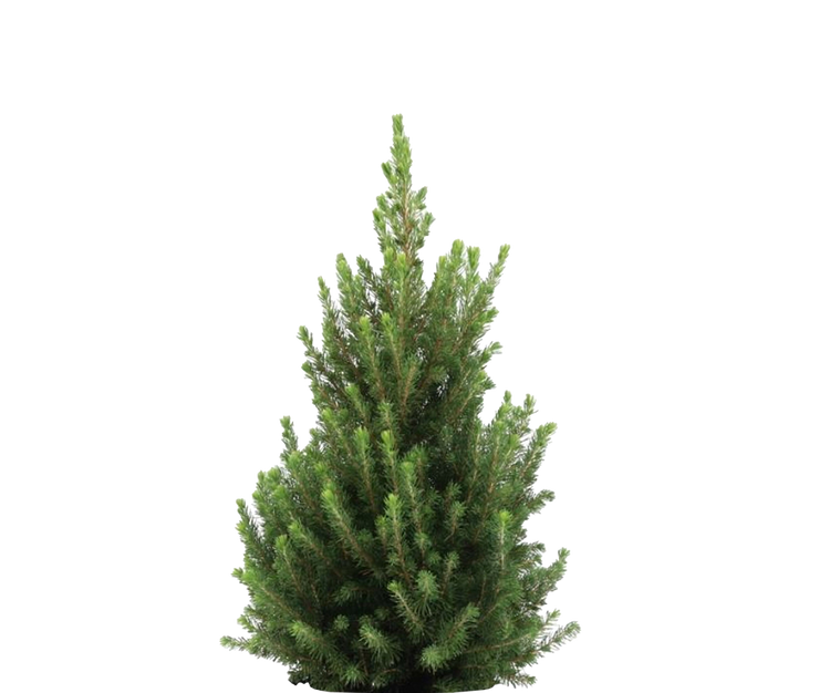 Picea Glauca December - Zwergfichte Ø:26 H:90 cm