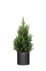 Picea Glauca December - Zwergfichte Ø:26 H:90 cm