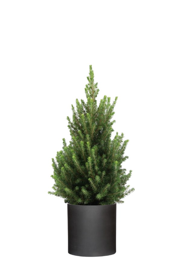 Picea Glauca December - Zwergfichte Ø:26 H:90 cm