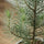 Pinus Pinea Silver Crest Finestgreen 