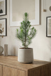 Pinus Pinea Silver Crest