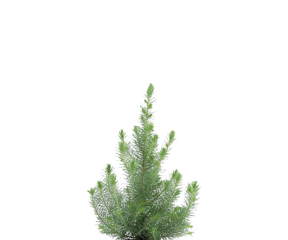 Pinus Pinea Silver Crest Ø:17 H:50 cm