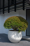 Jumbo Orb Ivory Washed