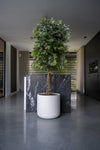 Ficus Baum Künstlich H: 180cm